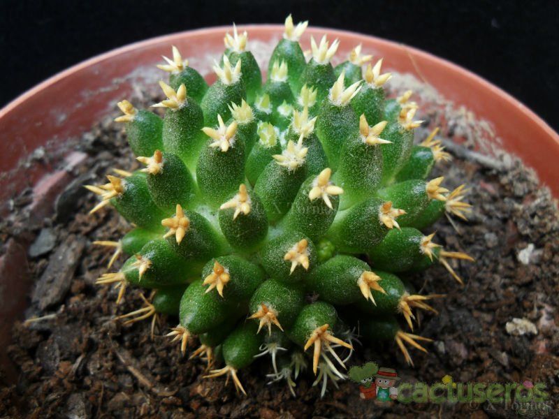A photo of Mammillaria decipiens ssp. camptotricha fma. brevispina