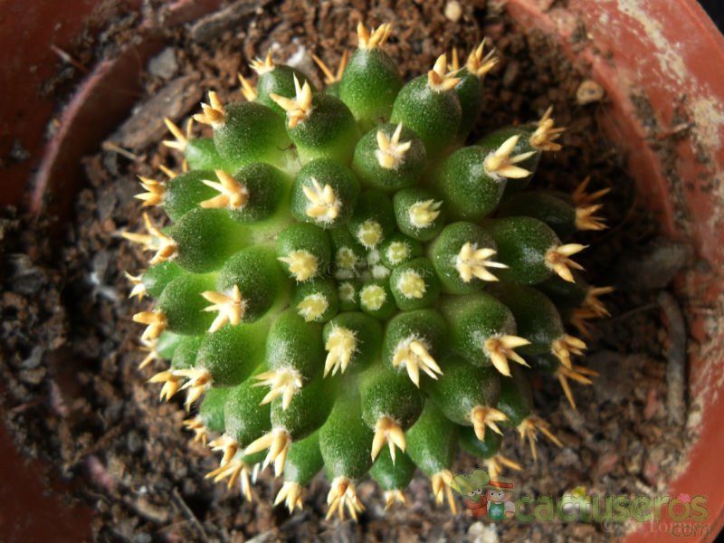 A photo of Mammillaria decipiens ssp. camptotricha fma. brevispina