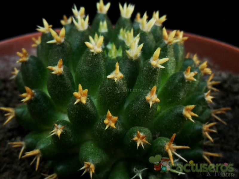 A photo of Mammillaria decipiens ssp. camptotricha fma. brevispina