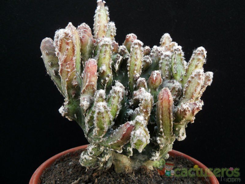 Una foto de Cereus spegazzinii fma. crestada