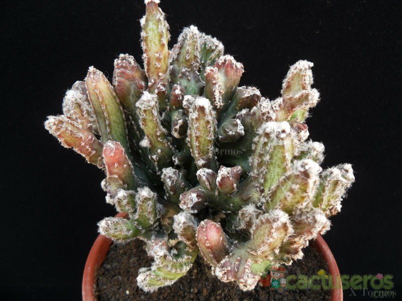 Una foto de Cereus spegazzinii fma. crestada