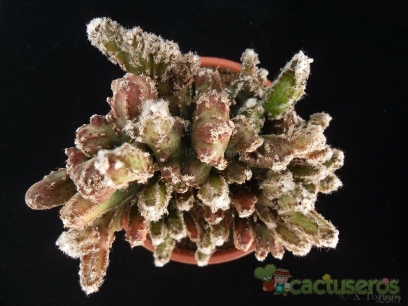 Una foto de Cereus spegazzinii fma. crestada