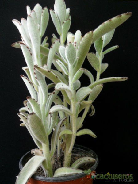 A photo of Kalanchoe tomentosa
