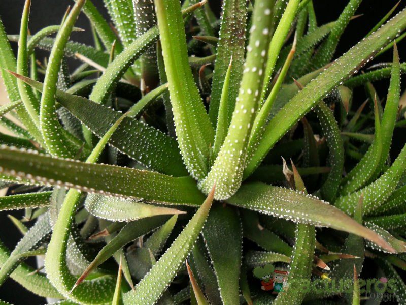A photo of Haworthia attenuata var. radula