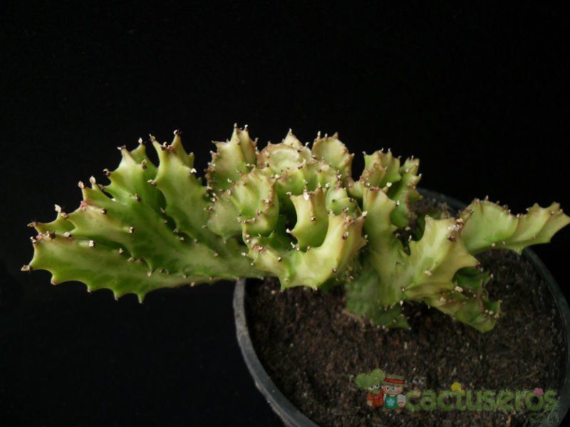 Una foto de Euphorbia lactea fma. crestada