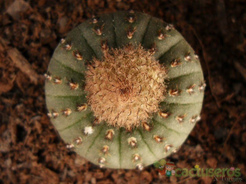 A photo of Frailea castanea