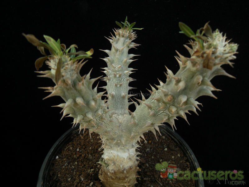 Una foto de Pachypodium rosulatum subsp. gracilius