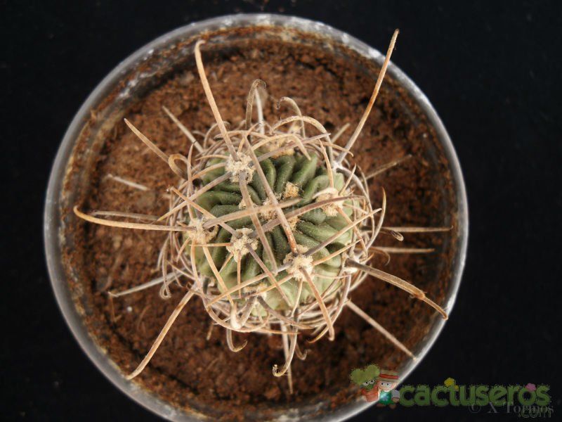 Una foto de Echinopsis ferox