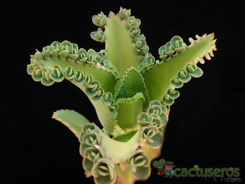 A photo of Bryophyllum laetivirens