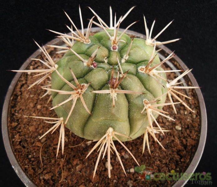 Una foto de Gymnocalycium eurypleurum