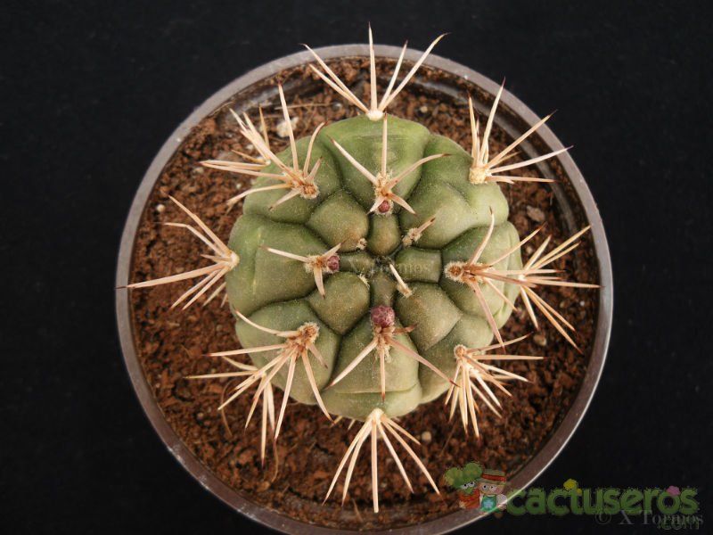 Una foto de Gymnocalycium eurypleurum