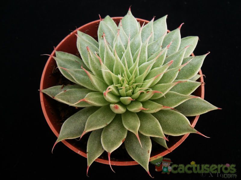 A photo of Graptopetalum filiferum