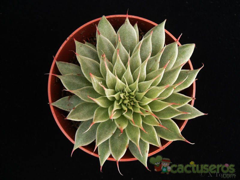 A photo of Graptopetalum filiferum