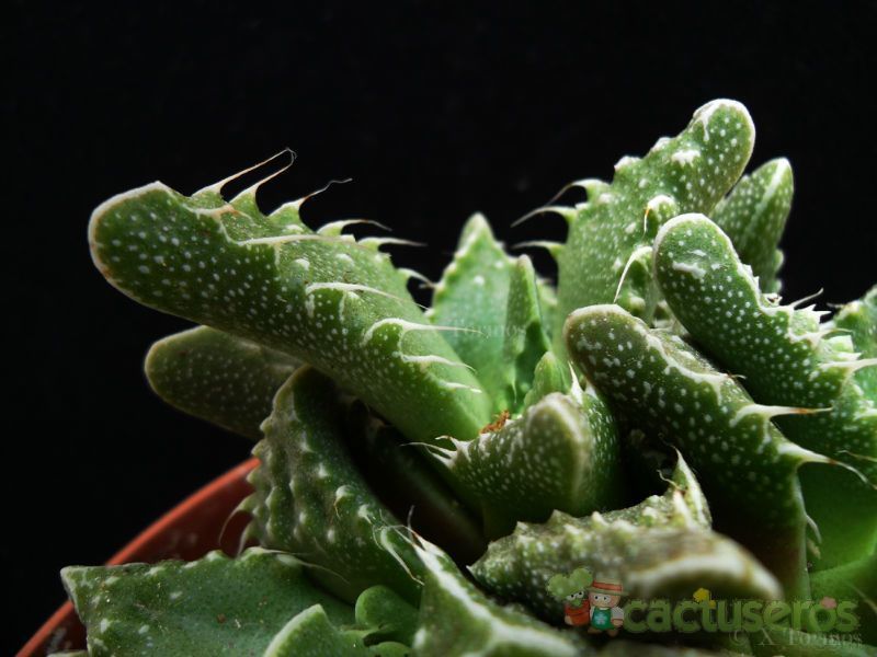 A photo of Faucaria felina ssp. tuberculosa