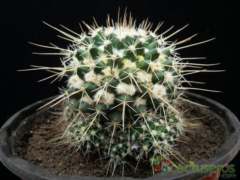 A photo of Mammillaria voburnensis subsp. collinsii