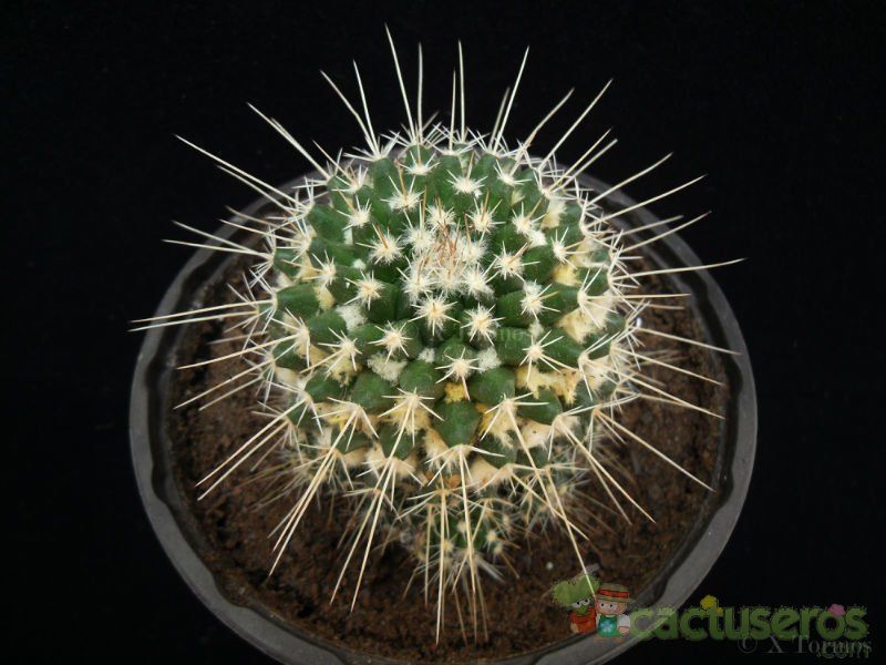 A photo of Mammillaria voburnensis subsp. collinsii