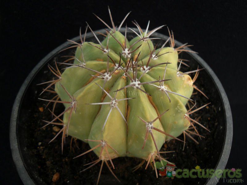 A photo of Melocactus neryi