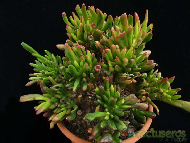 Una foto de Crassula ovata cv. gollum