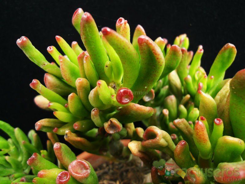 Una foto de Crassula ovata cv. gollum