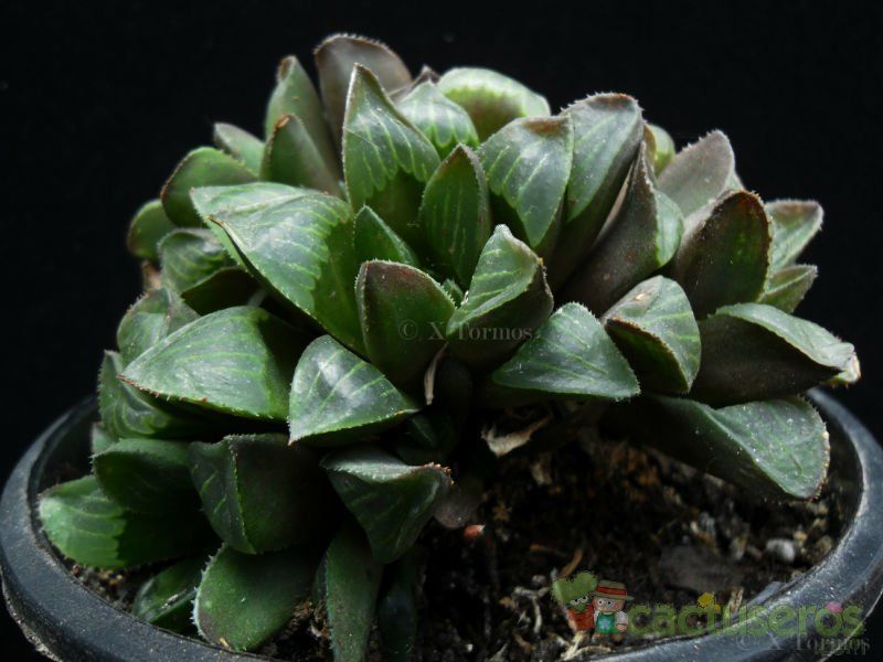 Una foto de Haworthia retusa var. retusa