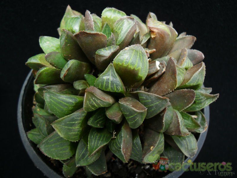 Una foto de Haworthia retusa var. retusa