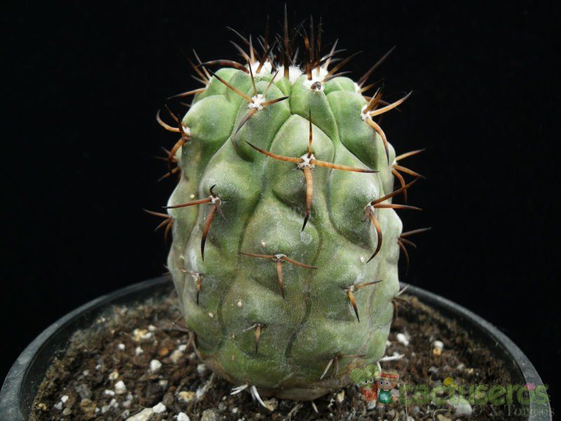 A photo of Copiapoa serpentisulcata