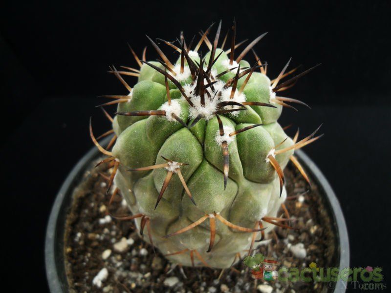 A photo of Copiapoa serpentisulcata