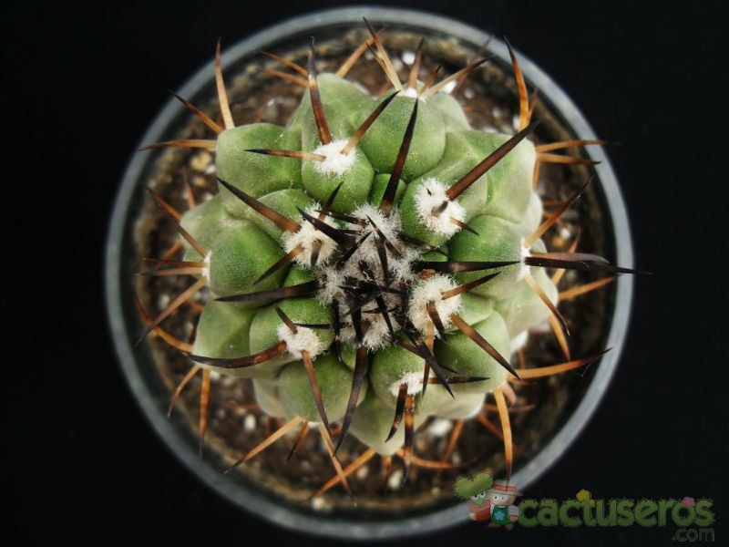 A photo of Copiapoa serpentisulcata