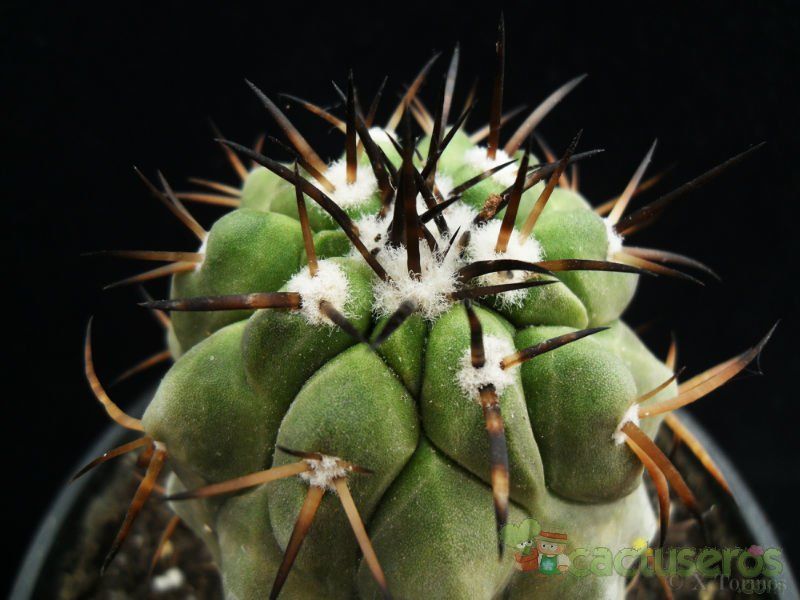 A photo of Copiapoa serpentisulcata