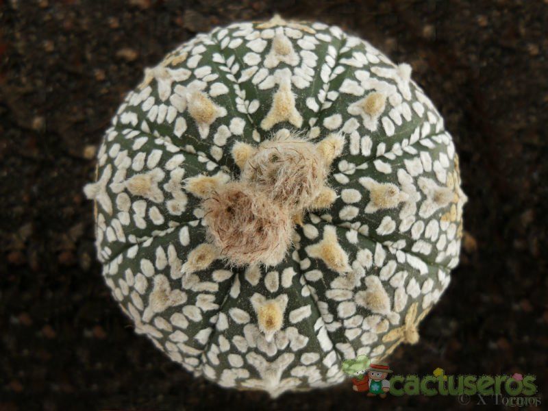 A photo of Astrophytum asterias cv. superkabuto V Type (Zebra)