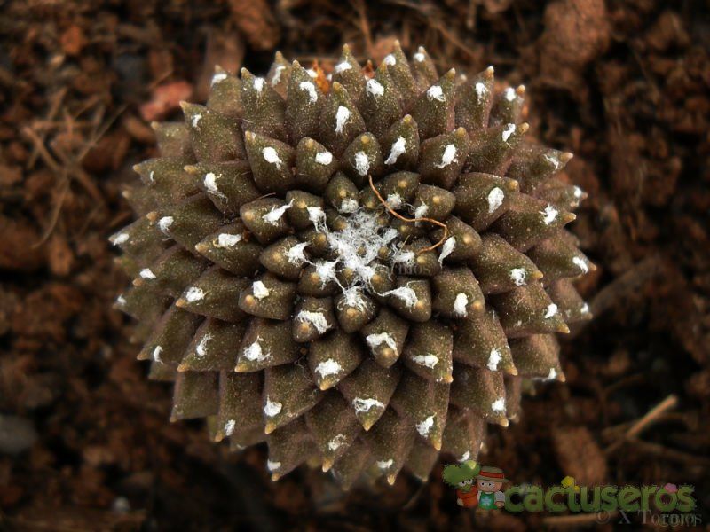 A photo of Copiapoa humilis subsp. tenuissima