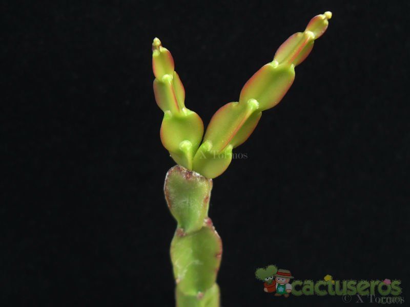 Una foto de Rhipsalis paradoxa