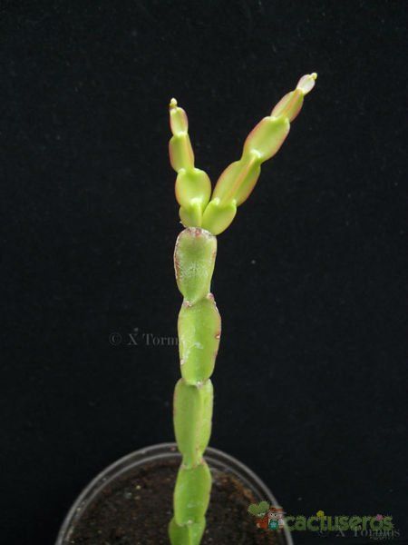 Una foto de Rhipsalis paradoxa