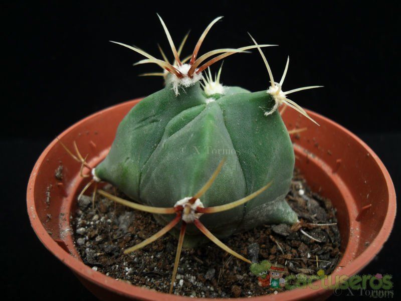 A photo of Ferocactus emoryi