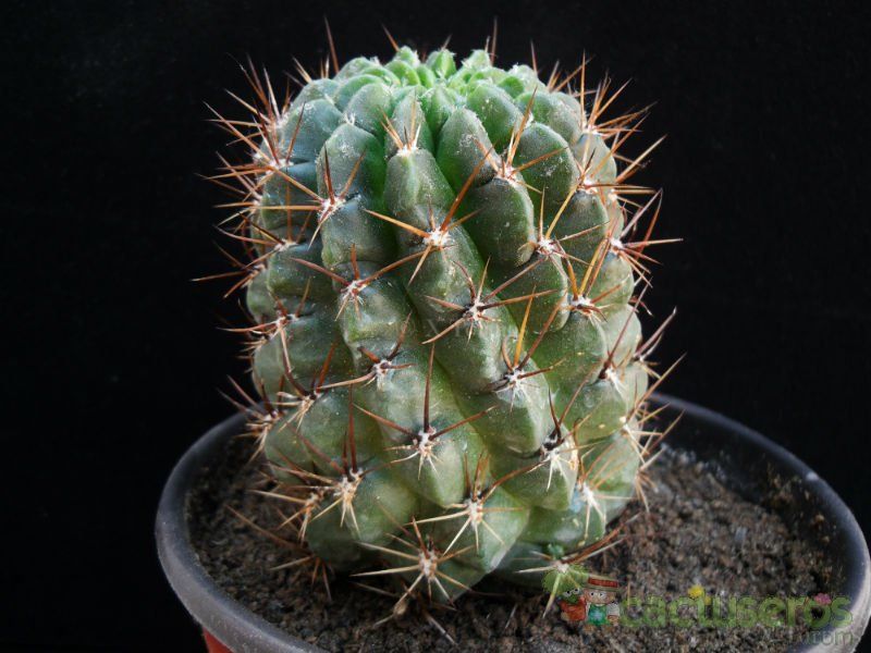 Una foto de Echinopsis maximiliana