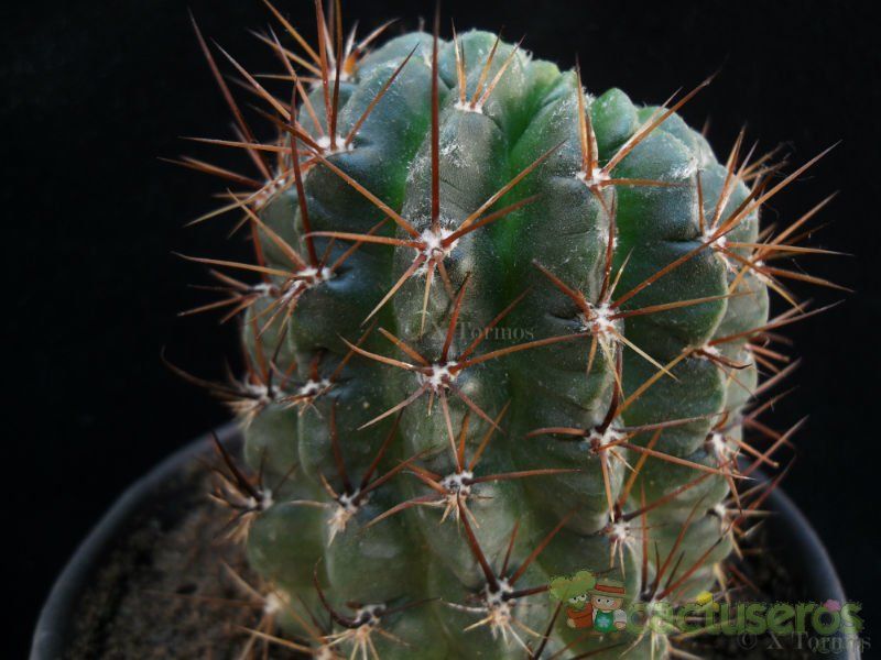 Una foto de Echinopsis maximiliana