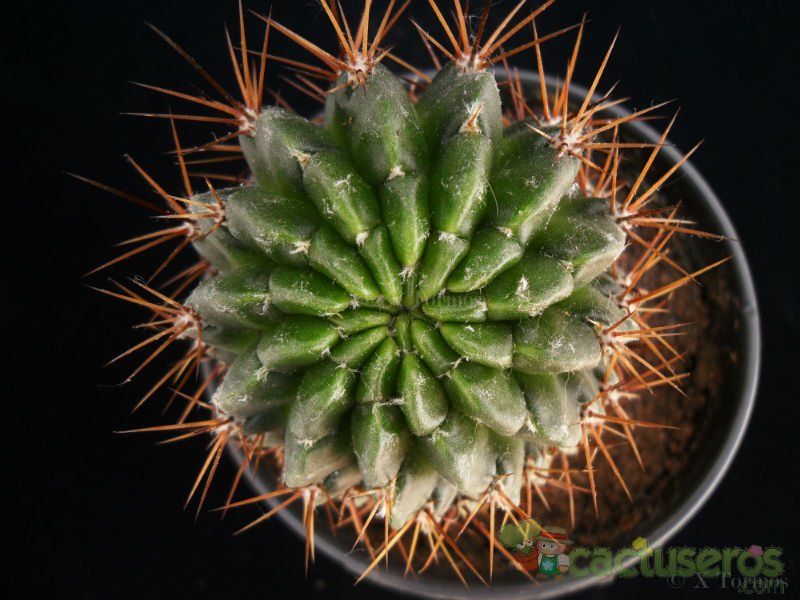 Una foto de Echinopsis maximiliana