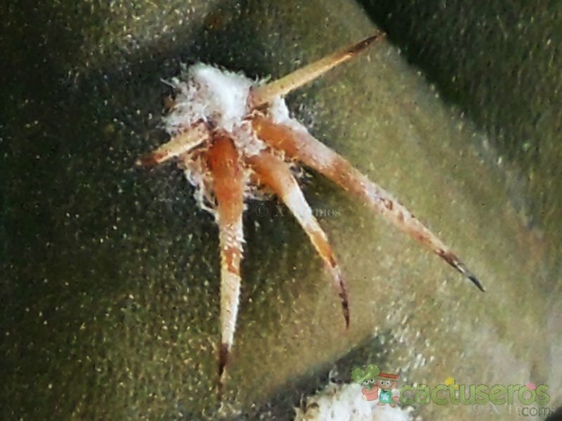 Una foto de Gymnocalycium bodenbenderianum