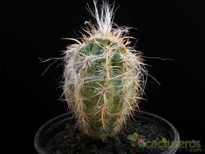 A photo of Oreocereus celsianus