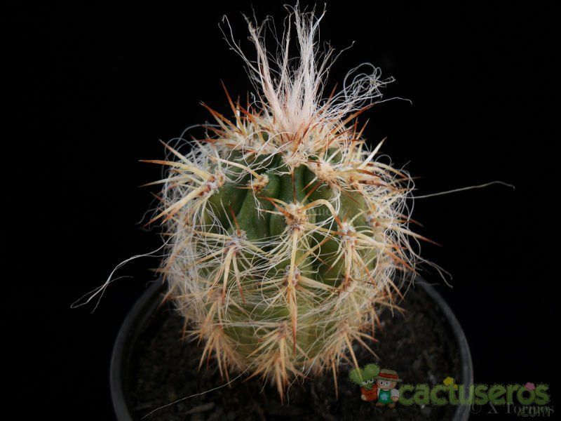 A photo of Oreocereus celsianus