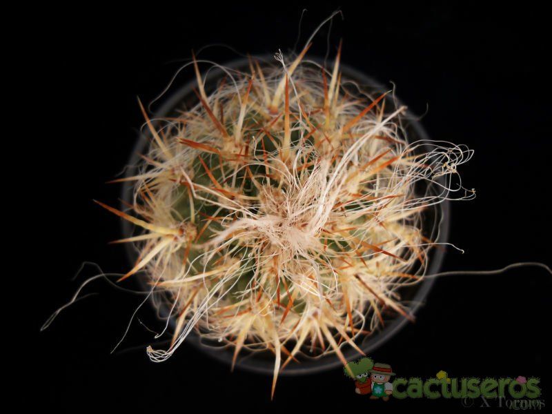 A photo of Oreocereus celsianus