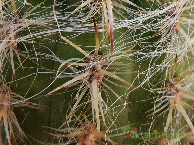 A photo of Oreocereus celsianus