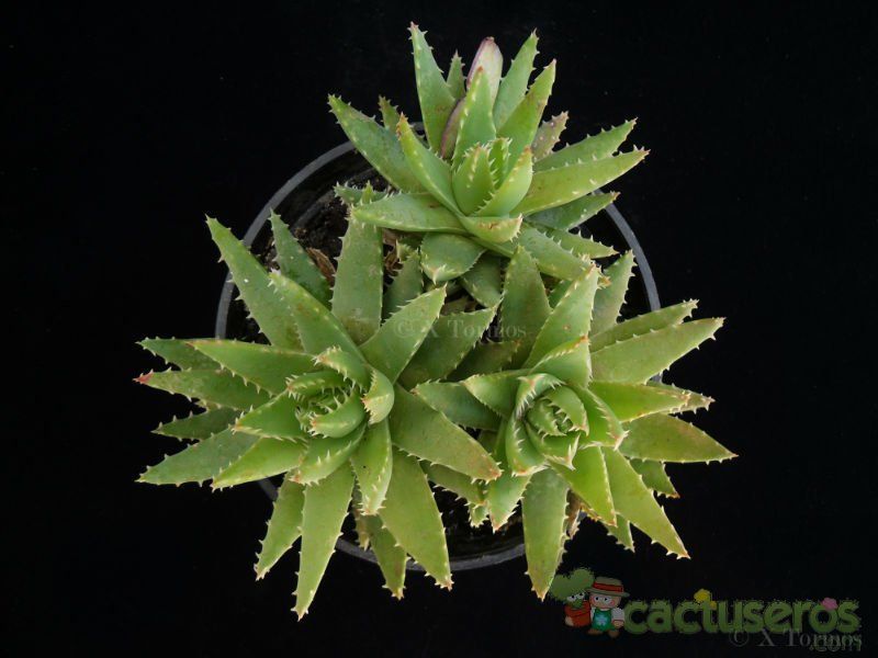 Una foto de Aloe perfoliata 