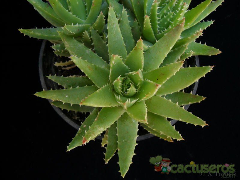 Una foto de Aloe perfoliata 
