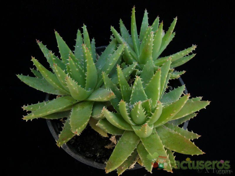 Una foto de Aloe perfoliata 