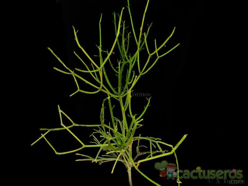 Una foto de Euphorbia tirucalli