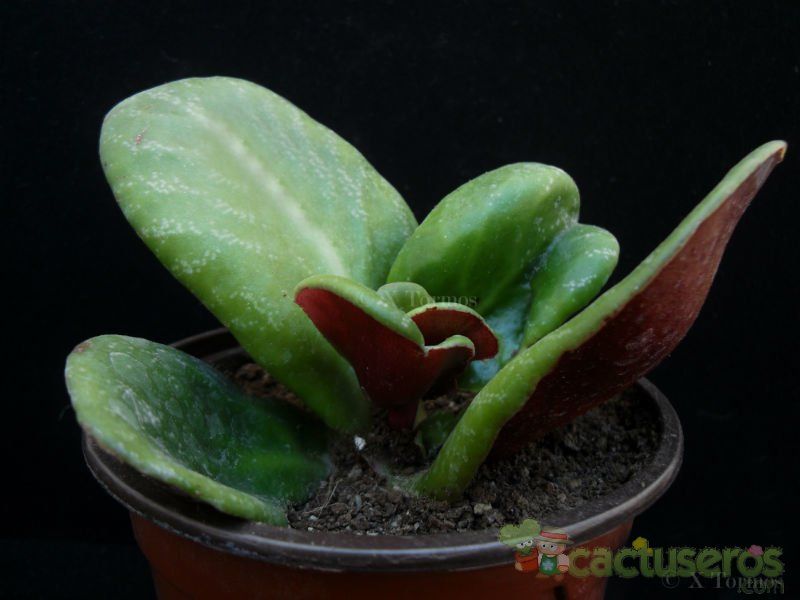 Una foto de Crassula streyi