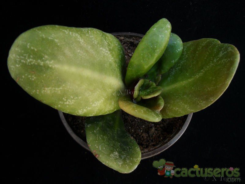 Una foto de Crassula streyi