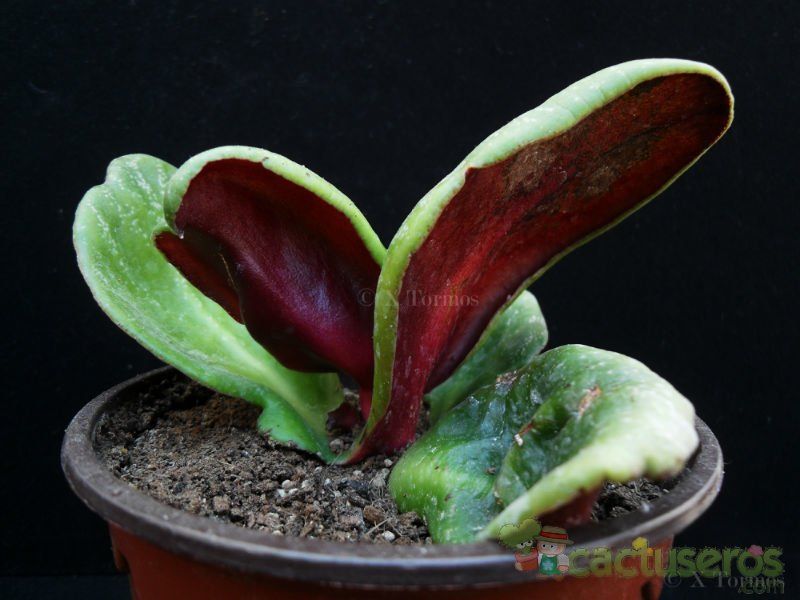 Una foto de Crassula streyi