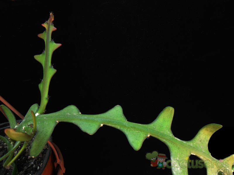 Una foto de Selenicereus anthonyanus